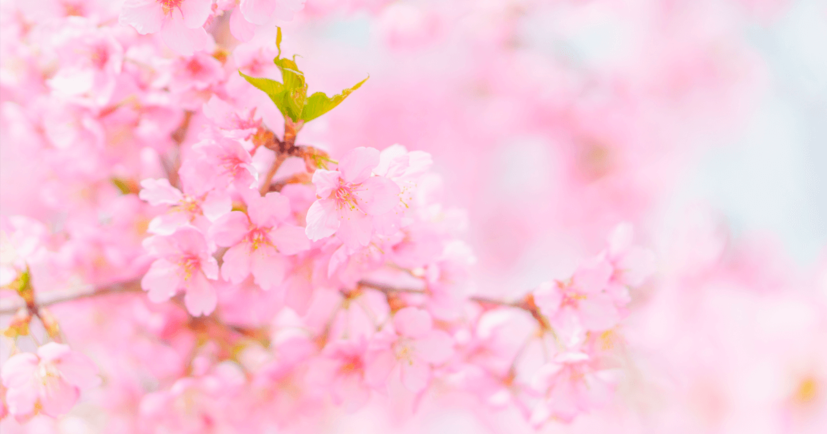 春といえば桜！貴重な桜の香りの秘密
